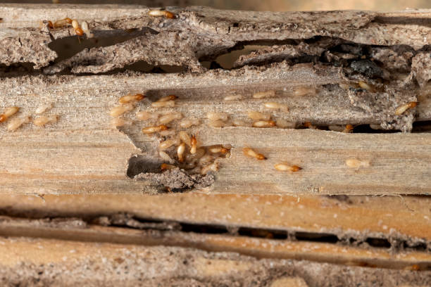 Best Termite Control Services  in Riceville, TN